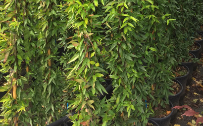 gelsemium sempervirens